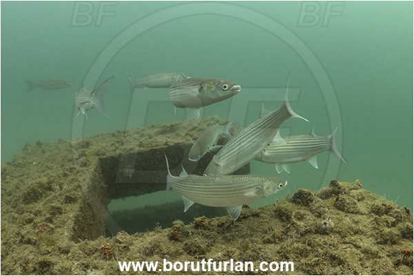 Secovlje, Slovenia, Adriatic sea, Mediterranean sea, Chelon auratus, Chelon, Mugilidae, Golden grey mullet, Mullet, Fish, Fish school