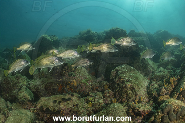 Piran, Slovenia, Adriatic sea, Mediterranean sea, Sciaena umbra, Sciaena, Sciaenidae, Brown meagre, Corb meager, Fish, Fish school, Reef