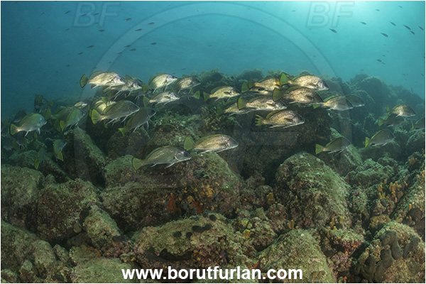 Piran, Slovenia, Adriatic sea, Mediterranean sea, Sciaena umbra, Sciaena, Sciaenidae, Brown meagre, Corb meager, Fish, Fish school, Reef