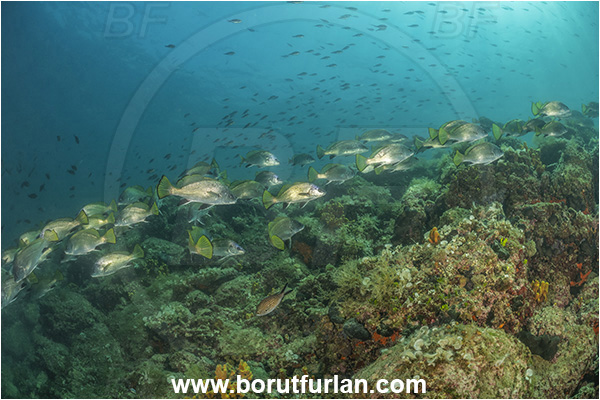 Piran, Slovenia, Adriatic sea, Mediterranean sea, Sciaena umbra, Sciaena, Sciaenidae, Brown meagre, Corb meager, Fish, Fish school, Reef