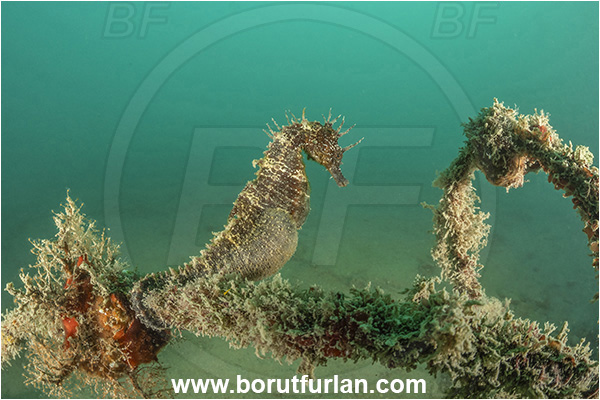 Piran, Slovenia, Adriatic sea, Mediterranean sea, Hippocampus guttulatus, Hippocampus, Syngnathidae, Long-snouted seahorse, Seahorse, Fish
