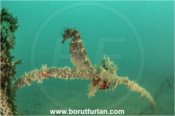 Piran, Slovenia, Adriatic sea, Mediterranean sea, Hippocampus guttulatus, Hippocampus, Syngnathidae, Long-snouted seahorse, Seahorse, Fish
