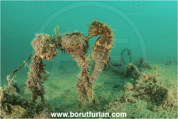 Piran, Slovenia, Adriatic sea, Mediterranean sea, Hippocampus guttulatus, Hippocampus, Syngnathidae, Long-snouted seahorse, Seahorse, Fish