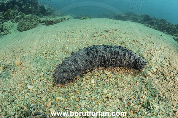 Piran, Slovenia, Adriatic sea, Mediterranean sea, Holothuria tubulosa, Holothuria, Holothuriidae, Tubular sea cucumber, Holothuroidea, Holothurian, Echinodermata, Echinoderm, Sand, Reef
