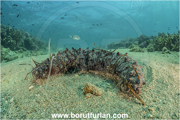 Piran, Slovenia, Adriatic sea, Mediterranean sea, Holothuria tubulosa, Holothuria, Holothuriidae, Tubular sea cucumber, Holothuroidea, Holothurian, Echinodermata, Echinoderm, Sand, Reef