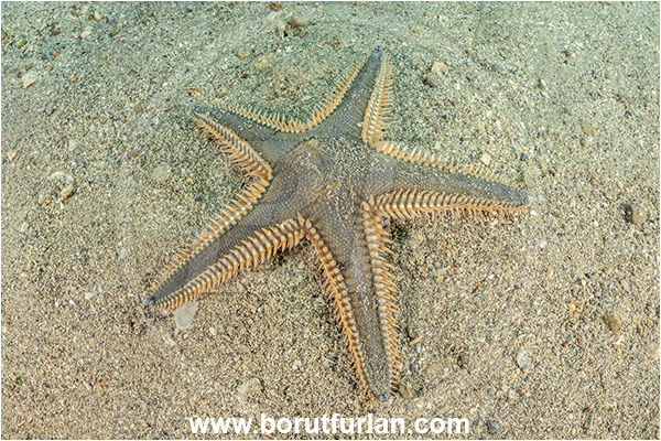 Piran, Slovenia, Adriatic sea, Mediterranean sea, Astropecten platyacanthus, Astropecten, Astropectinidae, Great comb starfish, Strafish, Asteroidea, Echinodermata, Echinoderm