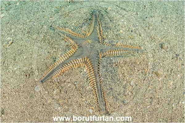 Piran, Slovenia, Adriatic sea, Mediterranean sea, Astropecten platyacanthus, Astropecten, Astropectinidae, Great comb starfish, Strafish, Asteroidea, Echinodermata, Echinoderm, Burying in the sand