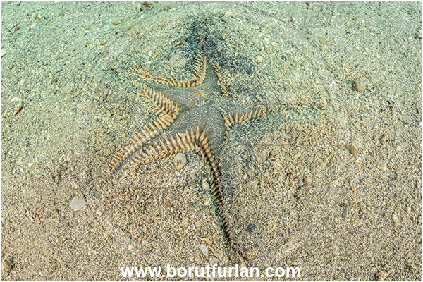 Piran, Slovenia, Adriatic sea, Mediterranean sea, Astropecten platyacanthus, Astropecten, Astropectinidae, Great comb starfish, Strafish, Asteroidea, Echinodermata, Echinoderm, Burying in the sand