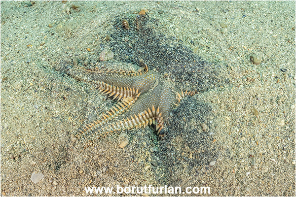 Piran, Slovenia, Adriatic sea, Mediterranean sea, Astropecten platyacanthus, Astropecten, Astropectinidae, Great comb starfish, Strafish, Asteroidea, Echinodermata, Echinoderm, Burying in the sand