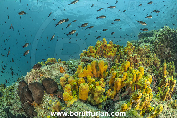 Piran, Slovenia, Adriatic sea, Mediterranean sea, Aplysina aerophoba, Aplysina, Aplysinidae, Yellow Tube Sponge, Golden Sponge, Sponge, Porifera, Reef, Chromis chromis, Chromis, Pomacentridae, Mediterranean damselfish, Damselfish, Fish, Fish school