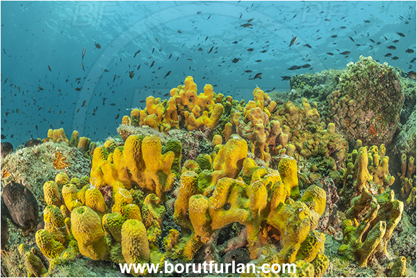 Piran, Slovenia, Adriatic sea, Mediterranean sea, Aplysina aerophoba, Aplysina, Aplysinidae, Yellow Tube Sponge, Golden Sponge, Sponge, Porifera, Reef, Fish school
