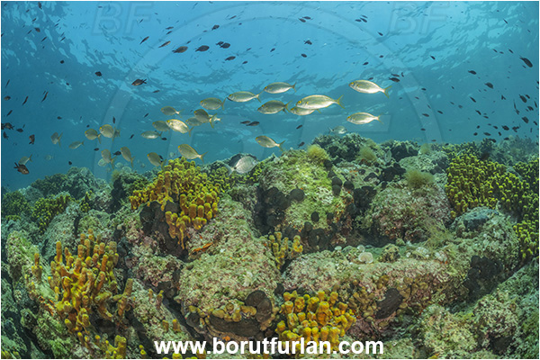 Piran, Slovenia, Adriatic sea, Mediterranean sea, Sarpa salpa, Sarpa, Sparidae, Cow bream, Goldline, Bream, Fish, Fish school, Reef