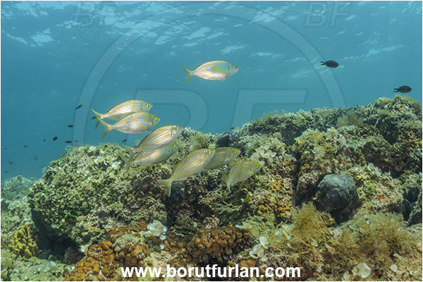 Piran, Slovenia, Adriatic sea, Mediterranean sea, Sarpa salpa, Sarpa, Sparidae, Cow bream, Goldline, Bream, Fish, Fish school, Reef