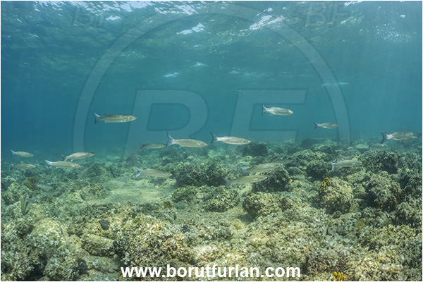 Piran, Slovenia, Adriatic sea, Mediterranean sea, Chelon auratus, Chelon, Mugilidae, Golden grey mullet, Mullet, Fish, Fish school, Reef