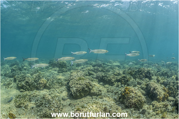 Piran, Slovenia, Adriatic sea, Mediterranean sea, Chelon auratus, Chelon, Mugilidae, Golden grey mullet, Mullet, Fish, Fish school, Reef