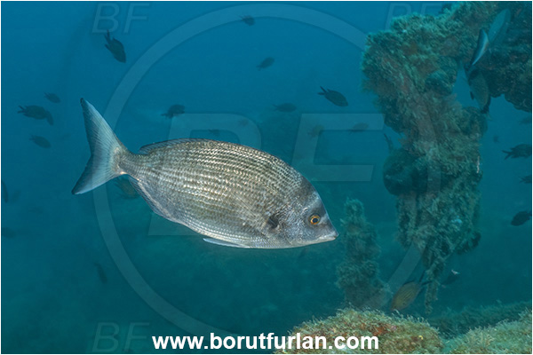 Pula, Istria, Croatia, Adriatic sea, Mediterranean sea, Diplodus puntazzo, Diplodus, Sparidae, Sharpsnout seabream, Bream, Fish