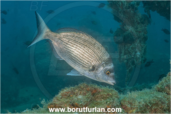 Pula, Istria, Croatia, Adriatic sea, Mediterranean sea, Diplodus puntazzo, Diplodus, Sparidae, Sharpsnout seabream, Bream, Fish