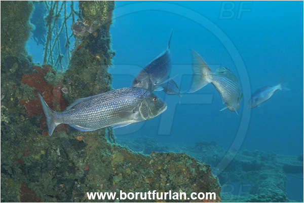 Pula, Istria, Croatia, Adriatic sea, Mediterranean sea, Dentex dentex, Dentex, Sparidae, Common dentex, Bream, Fish
