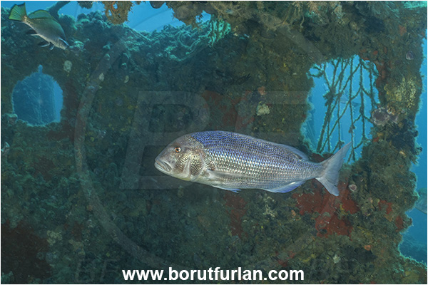 Pula, Istria, Croatia, Adriatic sea, Mediterranean sea, Dentex dentex, Dentex, Sparidae, Common dentex, Bream, Fish