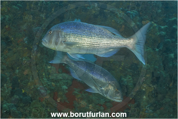 Pula, Istria, Croatia, Adriatic sea, Mediterranean sea, Dentex dentex, Dentex, Sparidae, Common dentex, Bream, Fish