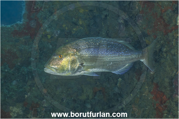 Pula, Istria, Croatia, Adriatic sea, Mediterranean sea, Dentex dentex, Dentex, Sparidae, Common dentex, Bream, Fish