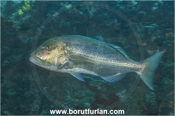 Pula, Istria, Croatia, Adriatic sea, Mediterranean sea, Dentex dentex, Dentex, Sparidae, Common dentex, Bream, Fish