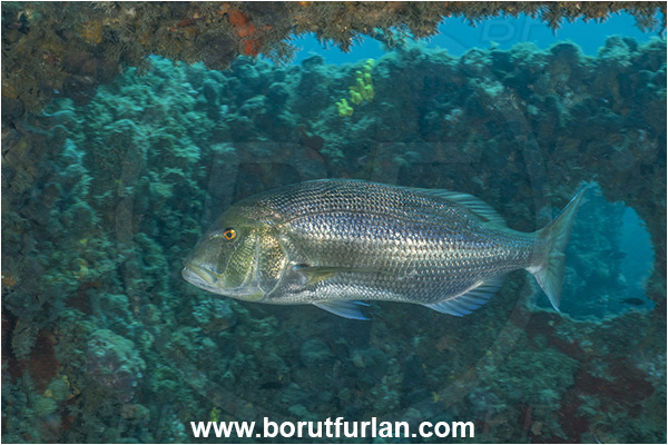 Pula, Istria, Croatia, Adriatic sea, Mediterranean sea, Dentex dentex, Dentex, Sparidae, Common dentex, Bream, Fish