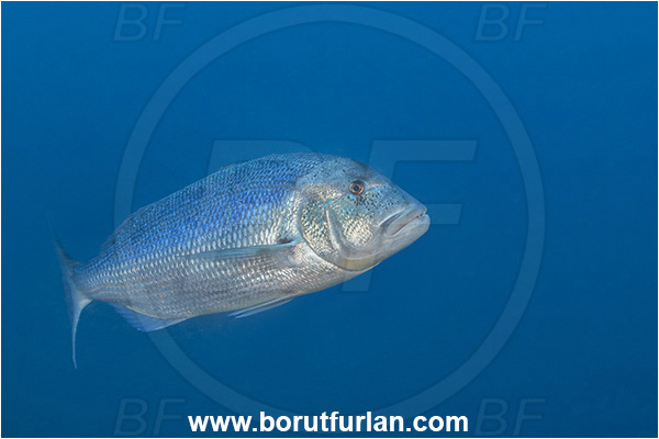 Pula, Istria, Croatia, Adriatic sea, Mediterranean sea, Dentex dentex, Dentex, Sparidae, Common dentex, Bream, Fish