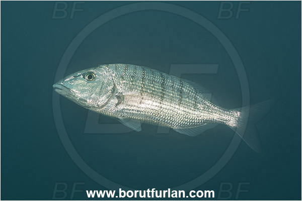 Secovlje, Slovenia, Adriatic sea, Mediterranean sea, Lithognathus mormyrus, Lithognathus, Sparidae, Sand steenbras, Bream, Fish