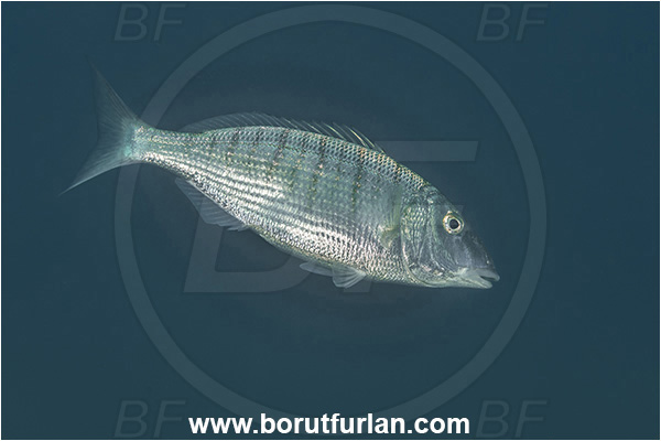 Secovlje, Slovenia, Adriatic sea, Mediterranean sea, Lithognathus mormyrus, Lithognathus, Sparidae, Sand steenbras, Bream, Fish