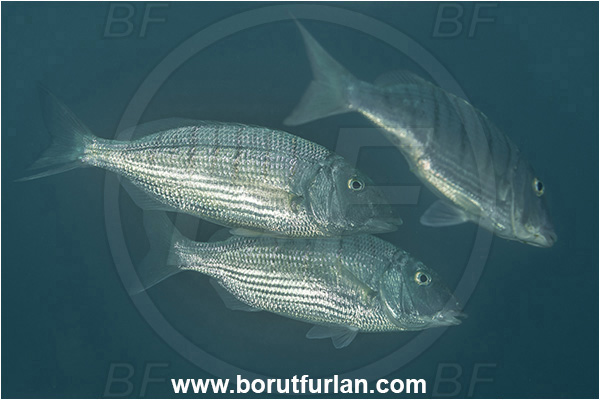 Secovlje, Slovenia, Adriatic sea, Mediterranean sea, Lithognathus mormyrus, Lithognathus, Sparidae, Sand steenbras, Bream, Fish
