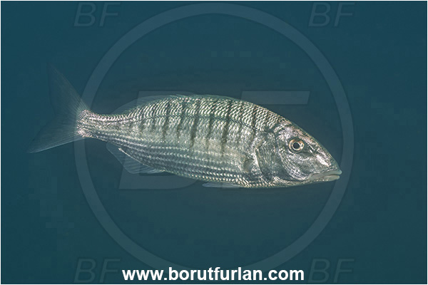 Secovlje, Slovenia, Adriatic sea, Mediterranean sea, Lithognathus mormyrus, Lithognathus, Sparidae, Sand steenbras, Bream, Fish