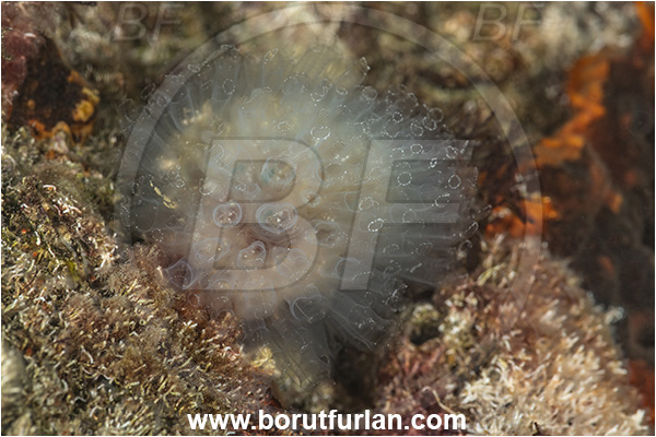 Secovlje, Slovenia, Adriatic sea, Mediterranean sea, Clavelina oblonga, Clavelina, Clavelinidae, Speckled sea squirt, Sea squirt, Ascidiacea, Tunicata