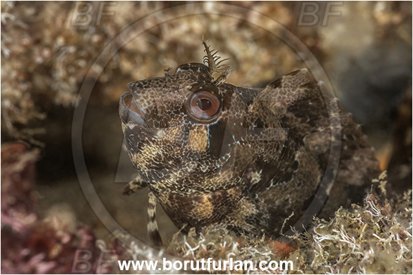 Secovlje, Slovenia, Adriatic sea, Mediterranean sea, Parablennius gattorugine, Parablennius, Blenniidae, Tompot blenny, Blenny, Fish, Portrait