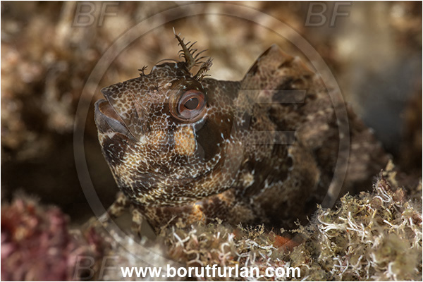 Secovlje, Slovenia, Adriatic sea, Mediterranean sea, Parablennius gattorugine, Parablennius, Blenniidae, Tompot blenny, Blenny, Fish, Portrait