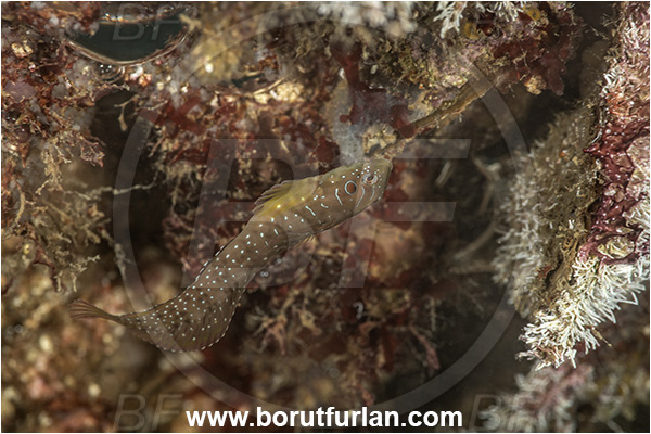 Secovlje, Slovenia, Adriatic sea, Mediterranean sea, Salaria pavo, Salaria, Blenniidae, Peacock blenny, Blenny, Fish
