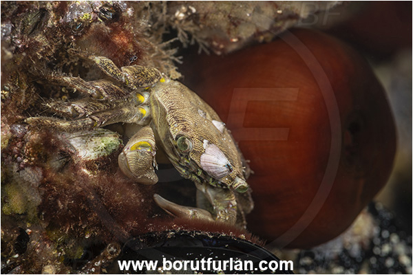 Secovlje, Slovenia, Adriatic sea, Mediterranean sea, Pachygrapsus marmoratus, Pachygrapsus, Grapsidae, Decapoda, Crustacea, Crustacean, Marbled rock carb, Crab