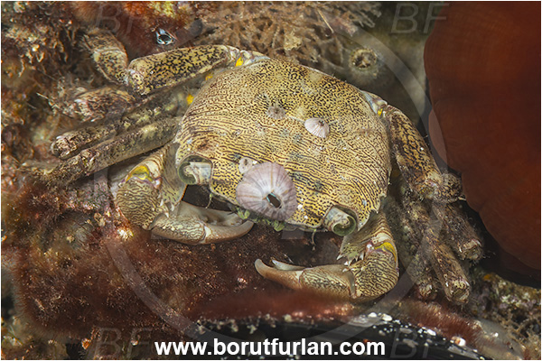 Secovlje, Slovenia, Adriatic sea, Mediterranean sea, Pachygrapsus marmoratus, Pachygrapsus, Grapsidae, Decapoda, Crustacea, Crustacean, Marbled rock carb, Crab