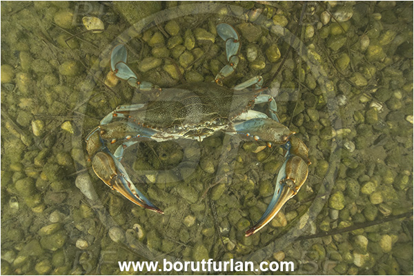 Secovlje, Slovenia, Adriatic sea, Mediterranean sea, Callinectes sapidus, Callinectes, Portunidae, Decapoda, Crustacea, Crustacean, Blue carb, Crab