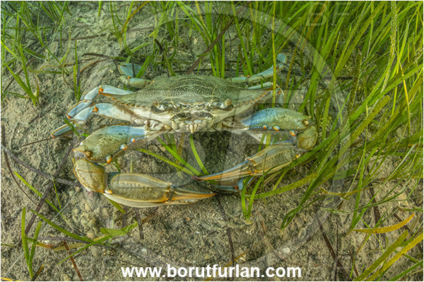 Secovlje, Slovenia, Adriatic sea, Mediterranean sea, Callinectes sapidus, Callinectes, Portunidae, Decapoda, Crustacea, Crustacean, Blue carb, Crab