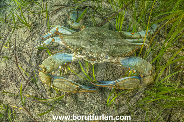 Secovlje, Slovenia, Adriatic sea, Mediterranean sea, Callinectes sapidus, Callinectes, Portunidae, Decapoda, Crustacea, Crustacean, Blue carb, Crab
