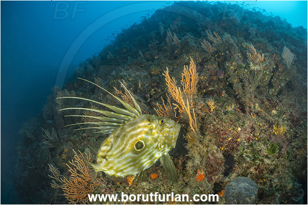 Island Premuda, Croatia, Adriatic sea, Mediterranean sea, Zeus faber, Zeus, Zeidae, John Dory, St Pierre, Peter