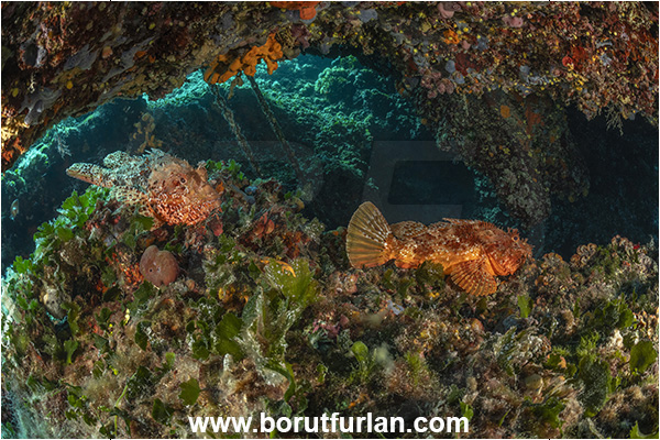 Island Premuda, Croatia, Adriatic sea, Mediterranean sea, Scorpaena scrofa, Scorpaena, Scorpaenidae, Great red scorpionfish, Scorpionfish, Fish, Cave