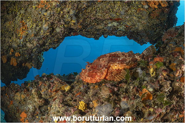 Island Premuda, Croatia, Adriatic sea, Mediterranean sea, Scorpaena scrofa, Scorpaena, Scorpaenidae, Great red scorpionfish, Scorpionfish, Fish, Cave