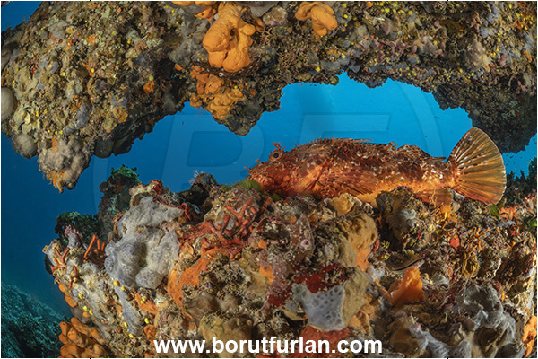 Island Premuda, Croatia, Adriatic sea, Mediterranean sea, Scorpaena scrofa, Scorpaena, Scorpaenidae, Great red scorpionfish, Scorpionfish, Fish, Cave