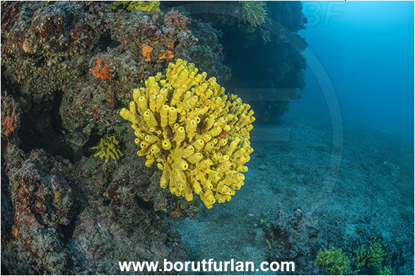 Island Premuda, Croatia, Adriatic sea, Mediterranean sea, Aplysina aerophoba, Aplysina, Aplysinidae, Yellow Tube Sponge, Golden Sponge, Sponge, Porifera, Reef, Wall