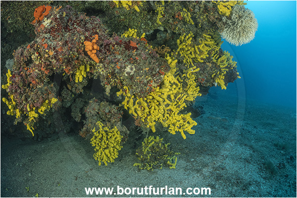Island Premuda, Croatia, Adriatic sea, Mediterranean sea, Aplysina aerophoba, Aplysina, Aplysinidae, Yellow Tube Sponge, Golden Sponge, Sponge, Porifera, Reef, Wall