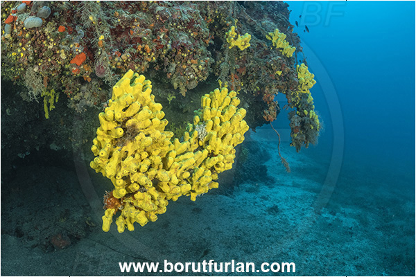 Island Premuda, Croatia, Adriatic sea, Mediterranean sea, Aplysina aerophoba, Aplysina, Aplysinidae, Yellow Tube Sponge, Golden Sponge, Sponge, Porifera, Reef, Wall
