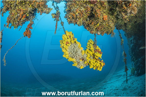 Island Premuda, Croatia, Adriatic sea, Mediterranean sea, Aplysina aerophoba, Aplysina, Aplysinidae, Yellow Tube Sponge, Golden Sponge, Sponge, Porifera, Reef, Wall, Cave, Fishing line