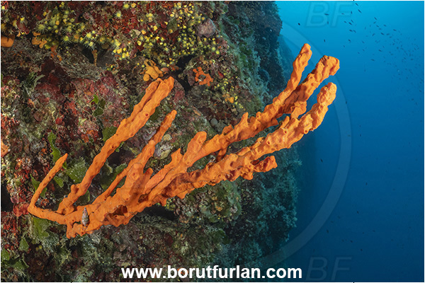 Island Premuda, Croatia, Adriatic sea, Mediterranean sea, Axinella cannabina, Axinella, Axinellidae, Red Axinella sponge, Red branching sponge, Sponge, Porifera, Reef